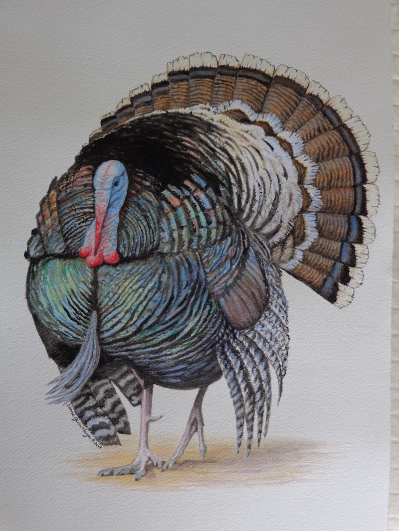 Gould Wild Turkey of The Huachucas